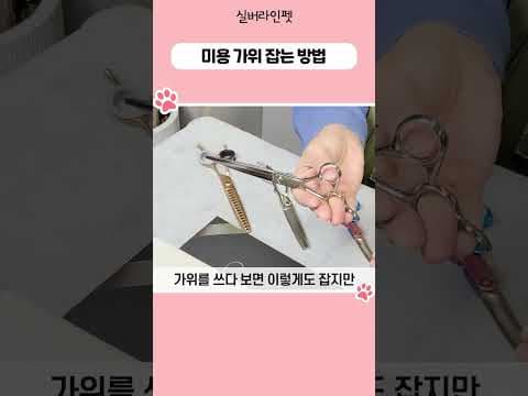반려동물 셀프 미용, 애견 가위 잡는 법과 안정적인 가위질 BEST 팁