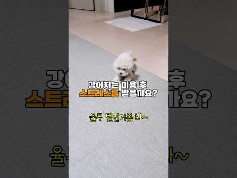 반려동물 강아지 미용 스트레스 증상, 놓치면 후회하는 관리법 5가지