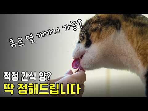 고양이 간식 종류별 급여량 가이드: 추르, 동결 건조 트릿 주의점