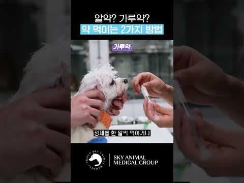 강아지 알약 쉽게 먹이는 방법! 반려동물 건강 꿀팁