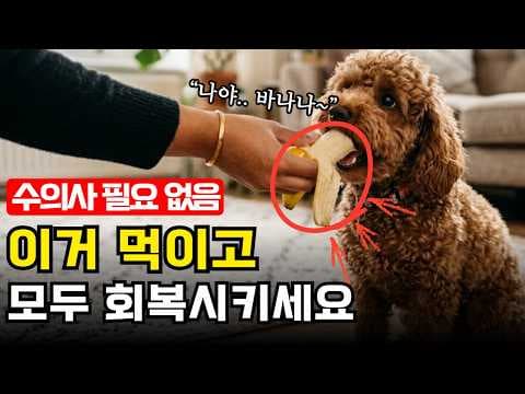 반려동물 건강관리, 펫 푸드 한계 영양제로 현명하게 채워주는 법