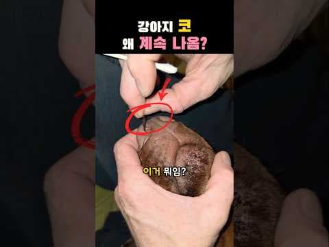 강아지 코 이물질 제거 방법: 반려동물 면봉 관리법