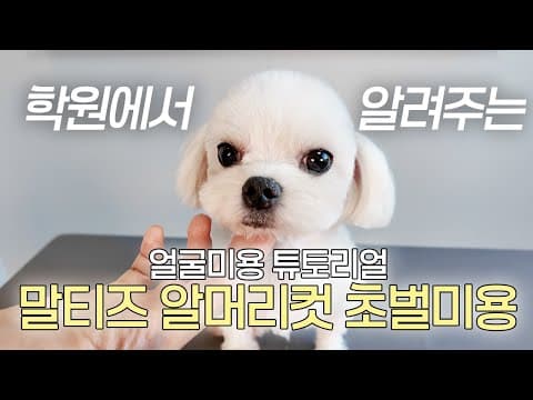 강아지 말티즈 알머리컷, 발톱깎이로 촉수염 관리하는 방법