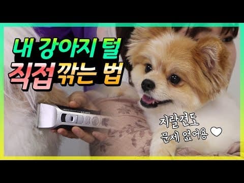 강아지 셀프 미용 꿀팁: 집에서 반려동물 털 관리하는 방법