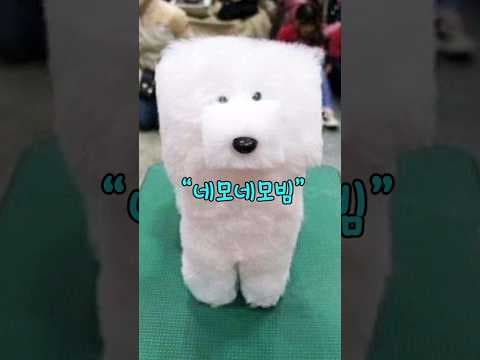 개성만점! 반려동물 강아지 미용 스타일 추천 & 댕댕이 변신