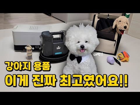 다이소 양념통 & R앤 노조크: 가성비 최고 강아지 용품 추천