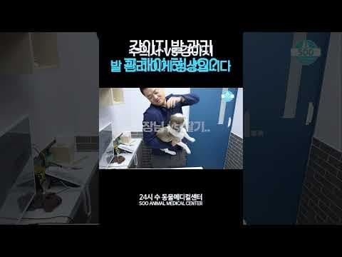 강아지 발톱깎기 어려움 해결! 반려동물 발톱 관리 꿀팁