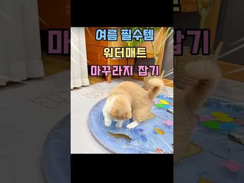 고양이 미꾸라지 낚시 놀이! 집에서 즐기는 실내 액티비티
