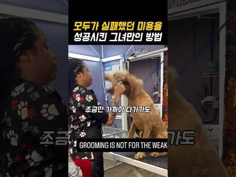 두려움 많은 반려동물 강아지 미용 성공 노하우 5가지