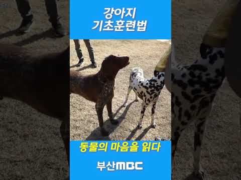 반려동물 똑똑하게 훈련하는 방법: 강아지 문제 해결 능력 & 아이큐 UP!