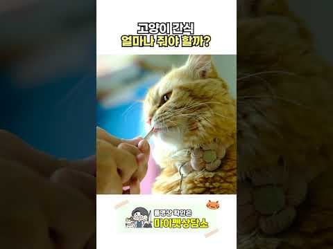 고양이 츄르 하루 몇 개가 적당할까? 반려동물 간식 급여량 가이드