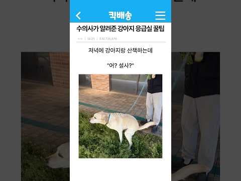 강아지 설사, 변비 응급처치: 반려동물 응급 상황 대처 방법