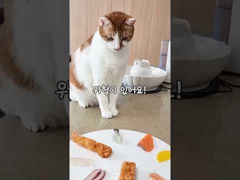 고양이에게 절대 주면 안되는 음식 9가지! 반려동물 건강 주의사항