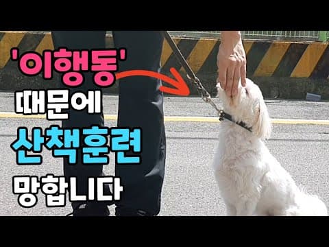 강아지 산책 훈련 완벽 가이드: 실수와 해결책, 반려동물 팁