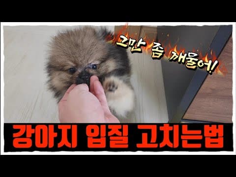 반려동물 서열 교육 가이드: 보호자의 올바른 리더십 훈련법