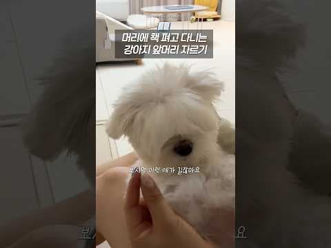 강아지 앞머리 셀프 미용 꿀팁: 애견 미용 가위로 처피뱅 쉽게!