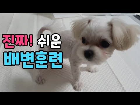 강아지 배변 훈련 비법: 칭찬과 환경으로 만드는 애견 배변습관