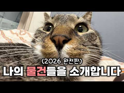 고양이 화장실 용품 추천: 두잇, 샌드넘버제로, 펫츠놀로지 리터제로 비교