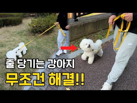 줄 당기는 반려동물 강아지 훈련법: 클리커로 산책 고민 해결!