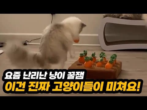 반려동물 인테리어 액자 프레임 고양이집 우리 고양이 휴식 공간 BEST