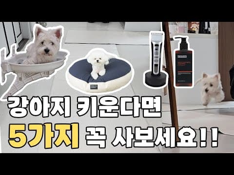 강아지 슬개골 탈구 예방! 미끄럼 방지 반려동물 매트, 뒤팡 선택 이유