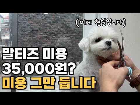 반려동물 저가 미용, 강아지 트라우마와 시장 붕괴의 그림자