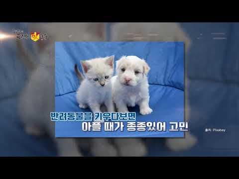 반려동물 건강 지키는 꿀팁: 넥칼라 착용법 & 메모 어플 활용법