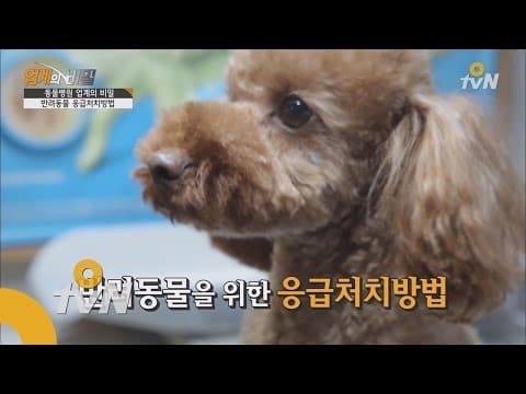 강아지 고양이 출혈 응급처치: 반려동물 지혈, 이렇게 대처하세요!