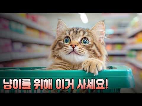 반려동물 고양이 안전 용품, 심리 안정 필수템 총정리했어요
