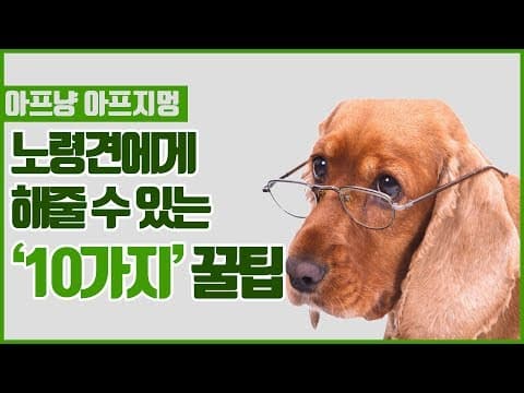노령견 환경 조성 꿀팁: 강아지 미끄럼 방지 매트, 반려동물 장난감, 질켄