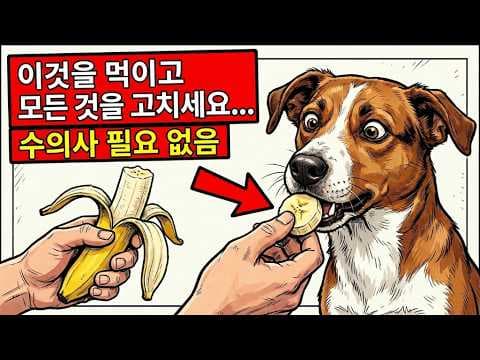 강아지 건강 지키는 12가지 음식! 반려동물 힐링푸드 추천