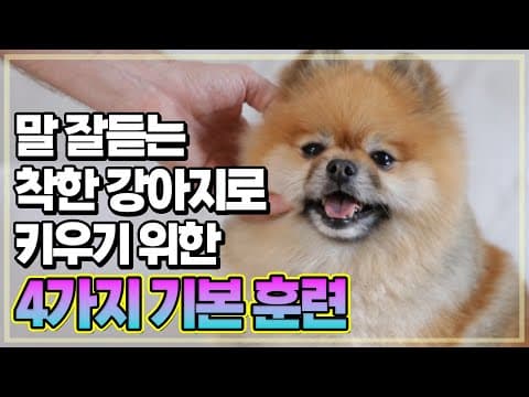 반려동물 훈련: 강아지 복종 훈련, 홀드스틸과 머즐 컨트롤 방법