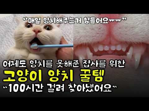 반려동물 고양이 구강 관리! 먹는 양치 간식으로 치석 제거 BEST 4
