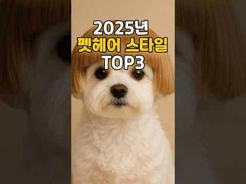 2025년 반려동물에게 어울리는 강아지 헤어스타일 BEST 3